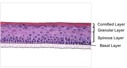 EPiTRI has a human epidermal structure composed of the cornified layer, granular layer, spinous layer, and basal layer.