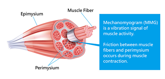 Micro-structure of muscle.