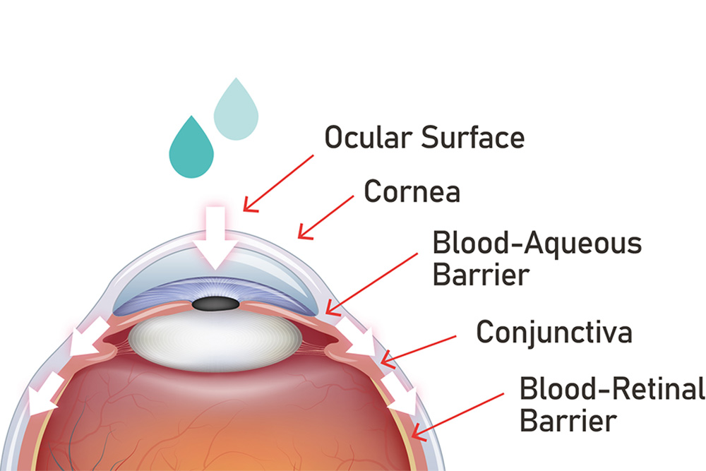 The CSC solution has the ability to penetrate through layers of eyeball tissues and reach the posterior segment of the eye.