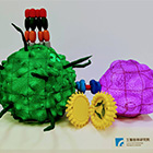 The CD40 ligand mRNA vaccine adjuvant can elicit a long-lasting cytotoxic T cell memory response.