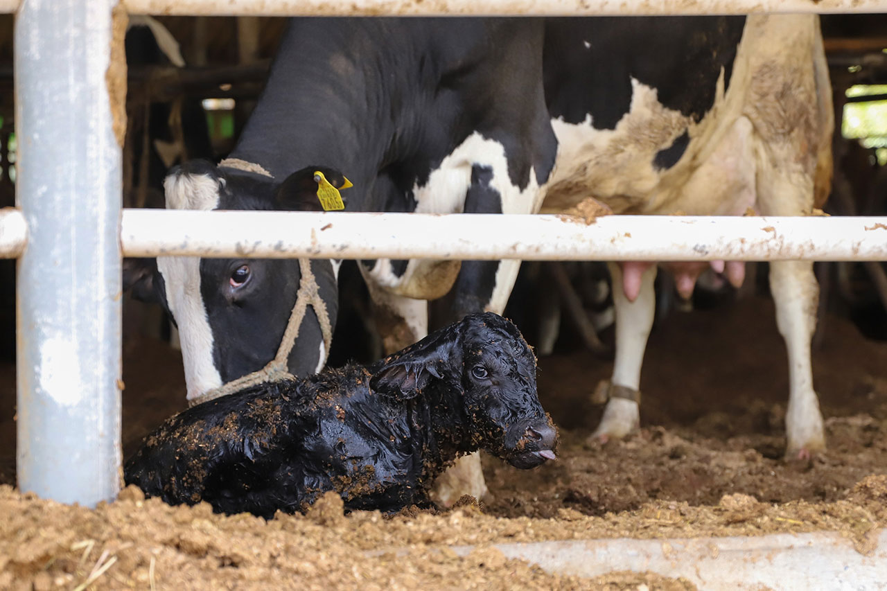 ITRI pioneers an AI voiceprint system that helps farmers detect cows’ emotions, health conditions, and calving readiness.