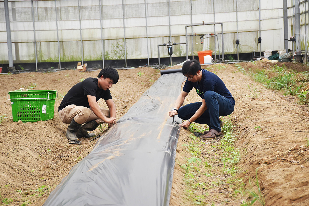 ITRI and NTU researchers lay their innovative mulch film in farmland for field tests.