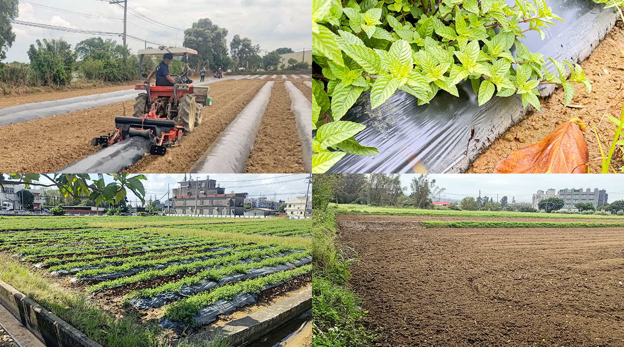 The new mulch film can naturally decompose in soil after cultivation within four months.