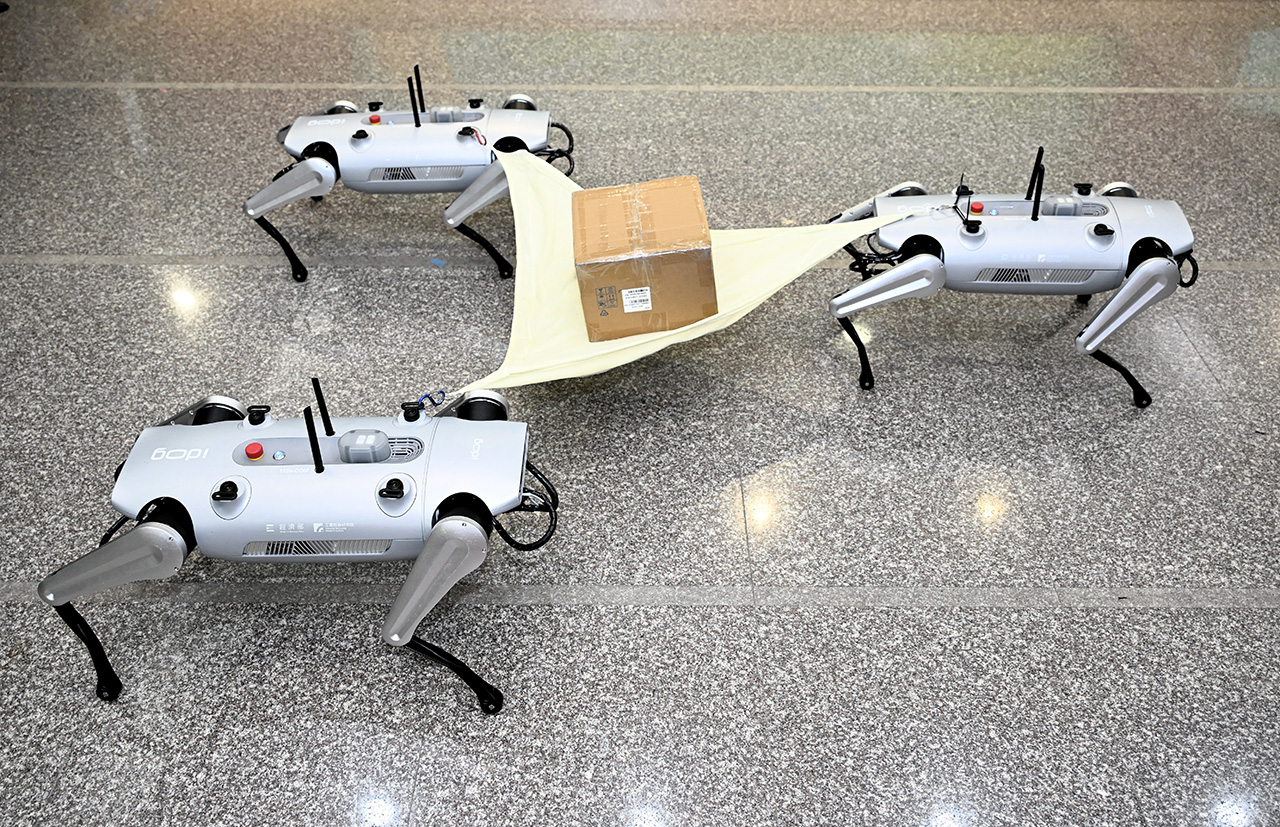 Three quadrupeds carry a box together to demonstrate multi-robot coordination during transport.