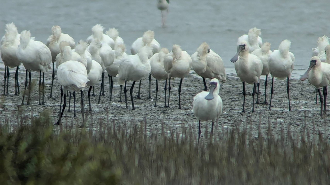 ITRI developed an AI bird recognition mobile solution to provide real-time, round-the-clock recognition services in the black-faced spoonbill's habitat.